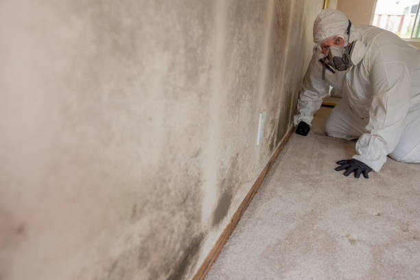 Best Basement Mold Removal  in Grasonville, MD